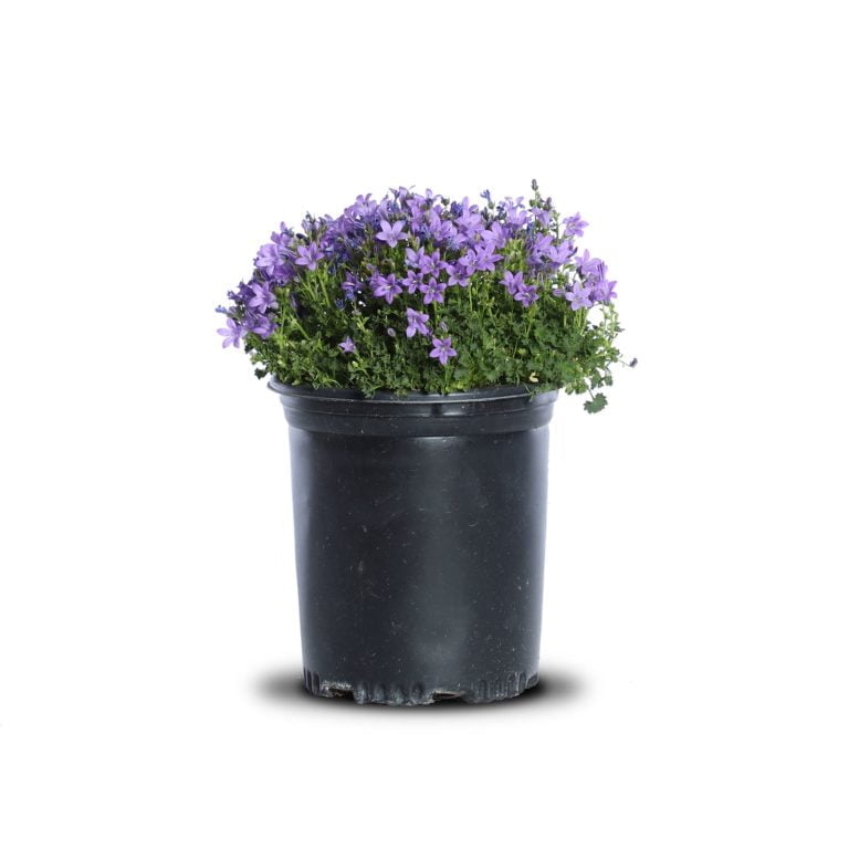 Dalmatian Bellflower Landscape Plant Source Landscape Plant Source